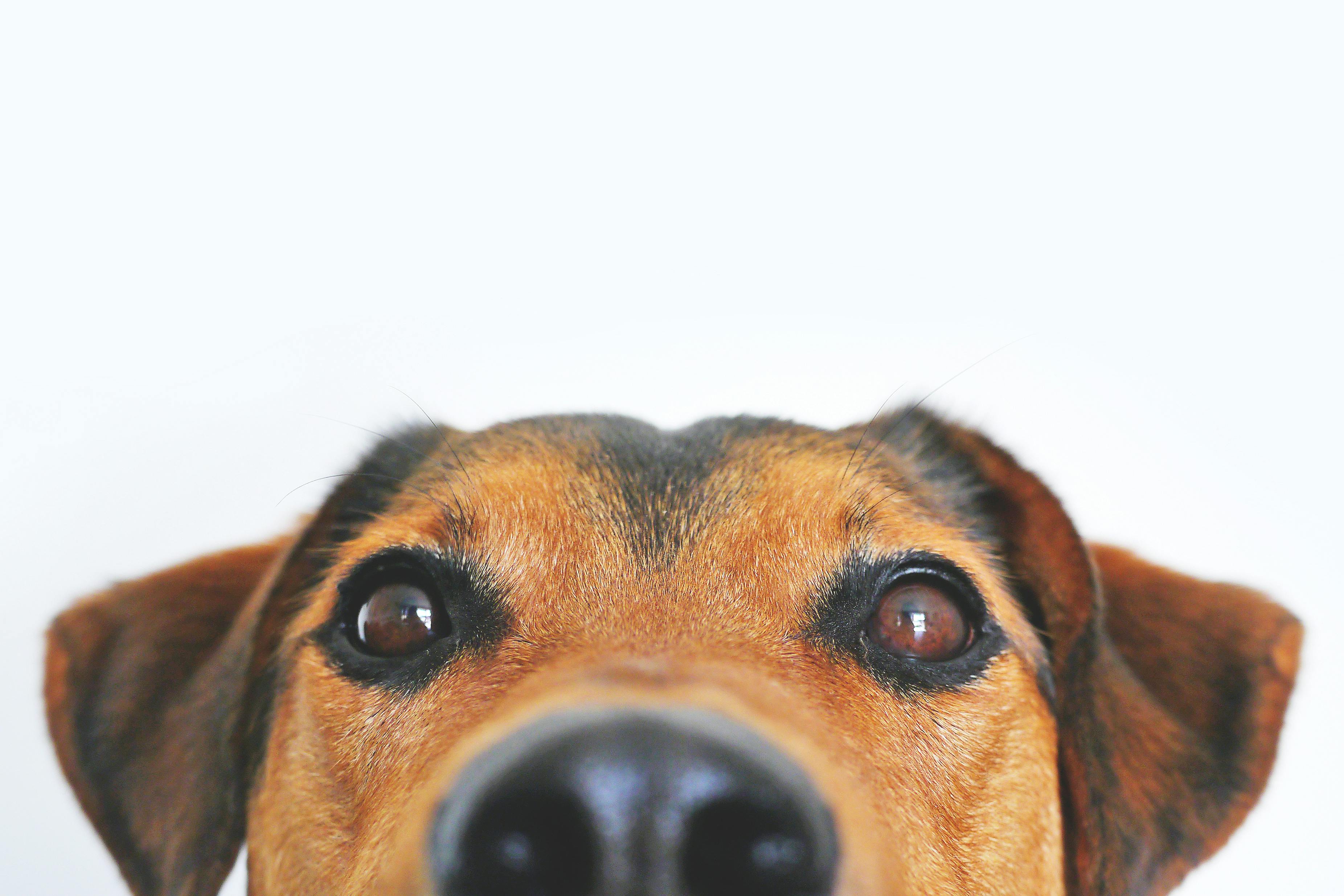brown dog staring into camera